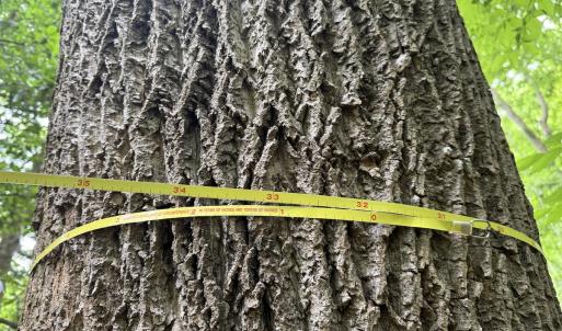 Photo #13 of Off Colonial Trail West, Spring Grove, VA 47.0 acres