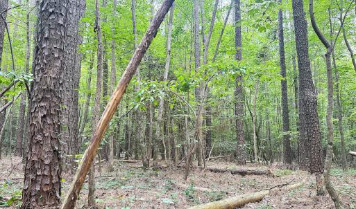 Photo #23 of Off Colonial Trail West, Spring Grove, VA 47.0 acres