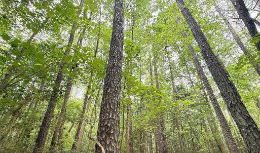 Photo #24 of Off Colonial Trail West, Spring Grove, VA 47.0 acres