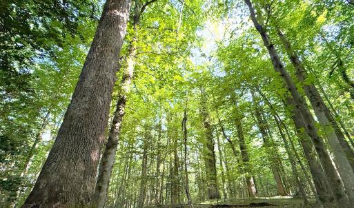 Photo #30 of Off Colonial Trail West, Spring Grove, VA 47.0 acres