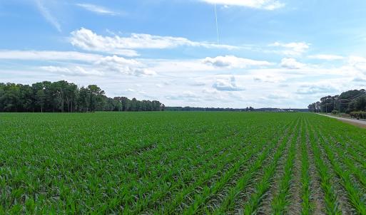 Photo #15 of 96 White Marsh Rd, Elberon, VA 96.3 acres