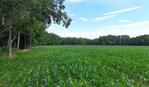 Photo #16 of 96 White Marsh Rd, Elberon, VA 96.3 acres