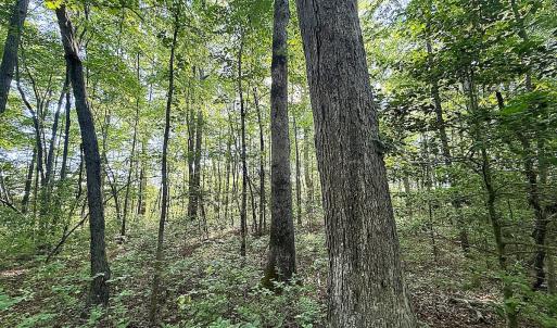 Photo #18 of 96 White Marsh Rd, Elberon, VA 96.3 acres
