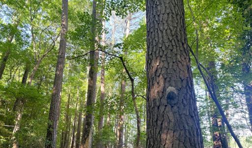 Photo #19 of 96 White Marsh Rd, Elberon, VA 96.3 acres