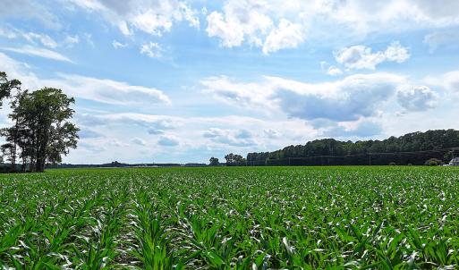 Photo #8 of 96 White Marsh Rd, Elberon, VA 96.3 acres