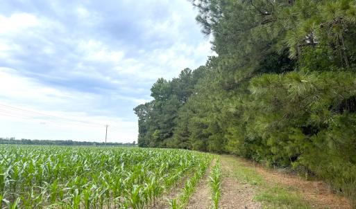 Photo #28 of 96 White Marsh Rd, Elberon, VA 96.3 acres