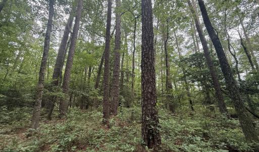 Photo #30 of 96 White Marsh Rd, Elberon, VA 96.3 acres