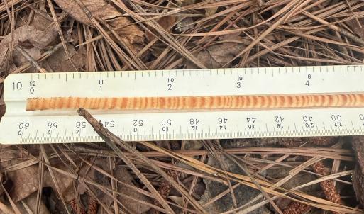 Photo #32 of 96 White Marsh Rd, Elberon, VA 96.3 acres