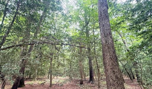 Photo #33 of 96 White Marsh Rd, Elberon, VA 96.3 acres