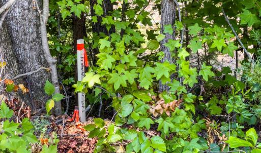 Photo #20 of Off of Park Springs Road, Ruffin, NC 7.2 acres