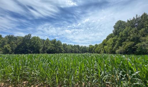 Photo #20 of 1.45 ac Off Titan Roberts Rd, Erwin, NC 1.5 acres