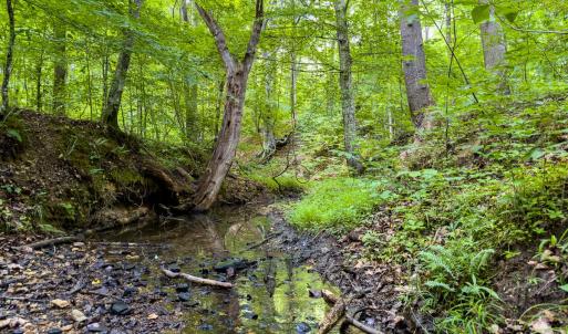 Photo #11 of Off of Park Springs Road, Ruffin, NC 49.4 acres