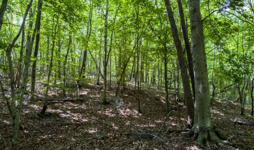 Photo #23 of Off of Park Springs Road, Ruffin, NC 49.4 acres