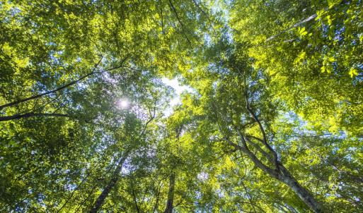 Photo #27 of Off of Park Springs Road, Ruffin, NC 49.4 acres