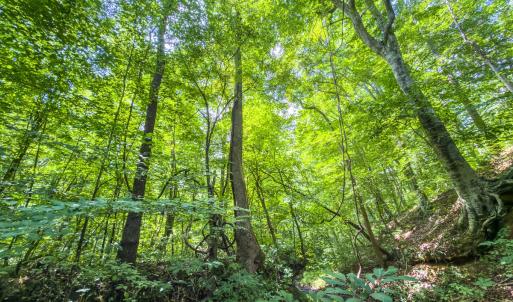 Photo #38 of Off of Park Springs Road, Ruffin, NC 49.4 acres