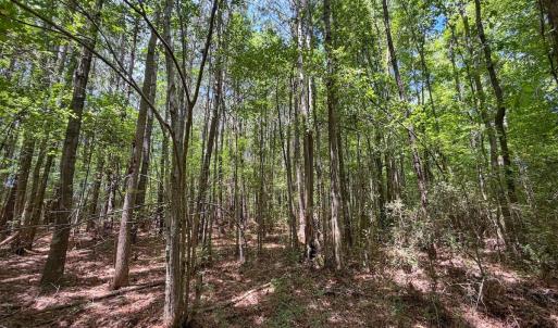Photo #13 of 12 ac off Titan Roberts Rd, Erwin, NC 12.0 acres