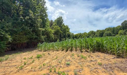 Photo #20 of 12 ac off Titan Roberts Rd, Erwin, NC 12.0 acres