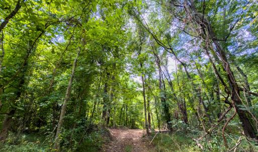 Photo #35 of Off of Park Springs Road, Ruffin, NC 14.7 acres