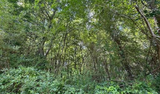 Photo #10 of 15 ac Off Titan Roberts Rd, Erwin, NC 15.0 acres