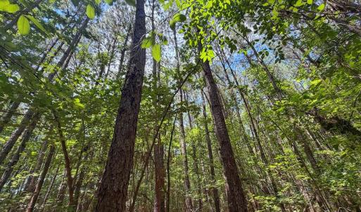 Photo #15 of 15 ac Off Titan Roberts Rd, Erwin, NC 15.0 acres