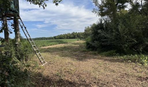 Photo #7 of Off of Highwy 9, Green Sea, SC 65.2 acres