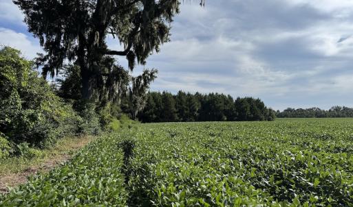 Photo #12 of Off of Highwy 9, Green Sea, SC 65.2 acres