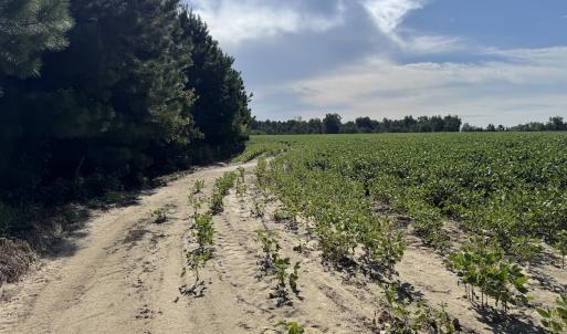Photo #14 of Off of Highwy 9, Green Sea, SC 65.2 acres