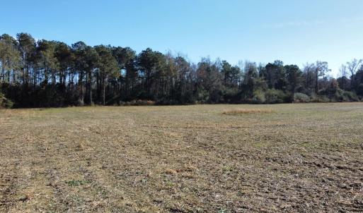 Photo #8 of Off of HWY 917, Nichols, SC 20.9 acres