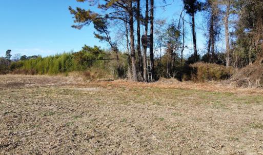 Photo #10 of Off of HWY 917, Nichols, SC 20.9 acres
