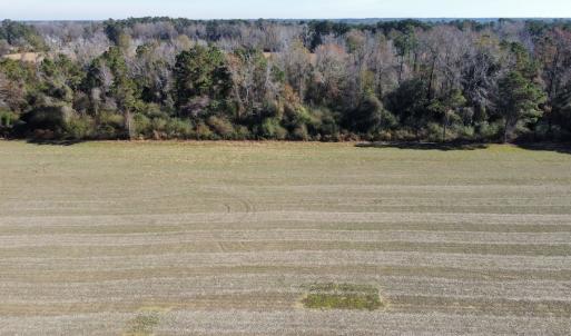 Photo #4 of Off of HWY 917, Nichols, SC 20.9 acres