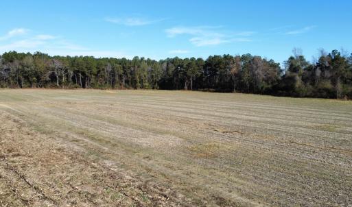 Photo #5 of Off of HWY 917, Nichols, SC 20.9 acres