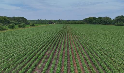 Photo #16 of 0f off NC 46 Hwy, Gaston, NC 10.0 acres