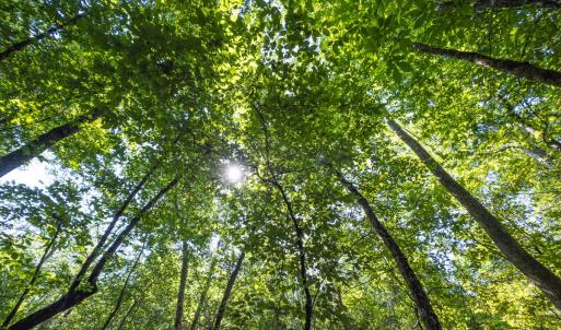 Photo #44 of Off of Cassam Road, Bahama, NC 54.4 acres