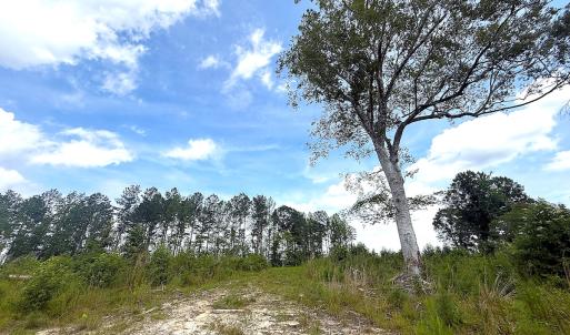 Photo #16 of Off of Hollybush Road, Dendron, VA 19.2 acres