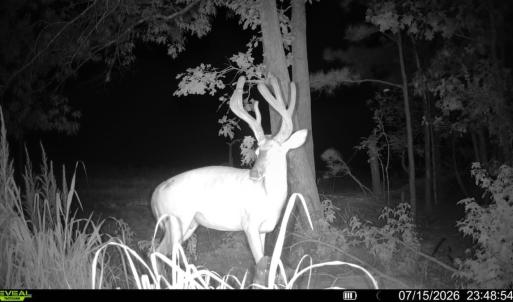 Photo #20 of Off of Hollybush Road, Dendron, VA 19.2 acres