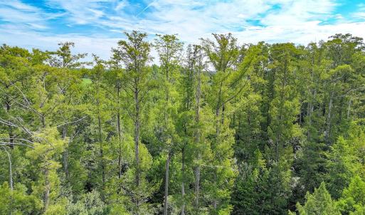 Photo #12 of Off of Hollybush Road, Dendron, VA 19.2 acres