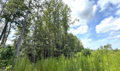 Photo #21 of Off of Hollybush Road, Dendron, VA 19.2 acres
