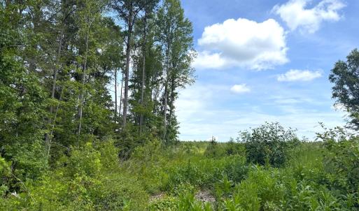 Photo #23 of Off of Hollybush Road, Dendron, VA 19.2 acres
