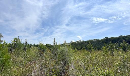 Photo #24 of Off of Hollybush Road, Dendron, VA 19.2 acres