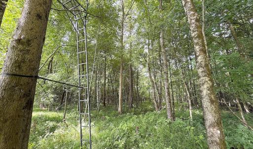 Photo #26 of Off of Hollybush Road, Dendron, VA 19.2 acres