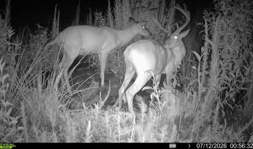 Photo #27 of Off of Hollybush Road, Dendron, VA 19.2 acres