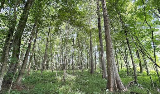 Photo #29 of Off of Hollybush Road, Dendron, VA 19.2 acres