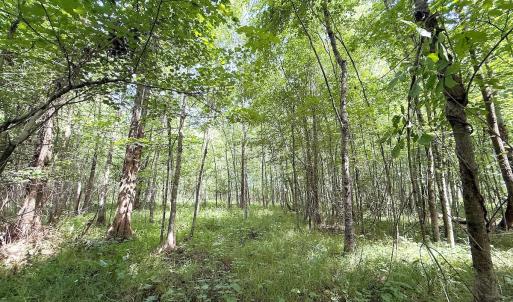 Photo #31 of Off of Hollybush Road, Dendron, VA 19.2 acres