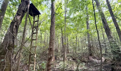 Photo #32 of Off of Hollybush Road, Dendron, VA 19.2 acres