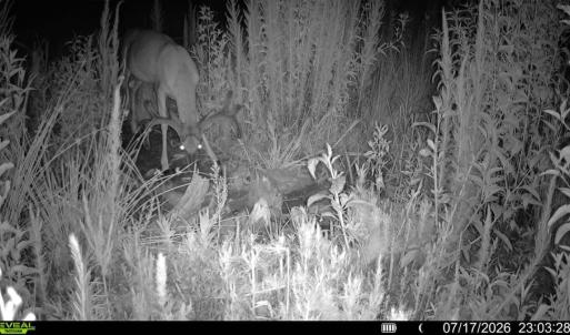 Photo #33 of Off of Hollybush Road, Dendron, VA 19.2 acres