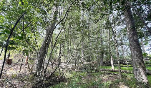Photo #34 of Off of Hollybush Road, Dendron, VA 19.2 acres