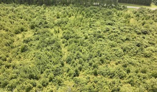 Photo #12 of 15 Rainbow Road, Off Hwy 561, Scotland Neck, NC 14.2 acres