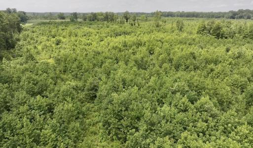 Photo #18 of 15 Rainbow Road, Off Hwy 561, Scotland Neck, NC 14.2 acres