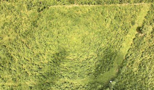 Photo #19 of 15 Rainbow Road, Off Hwy 561, Scotland Neck, NC 14.2 acres