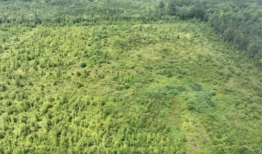 Photo #13 of Off of Hwy 561, Halifax, NC 24.5 acres